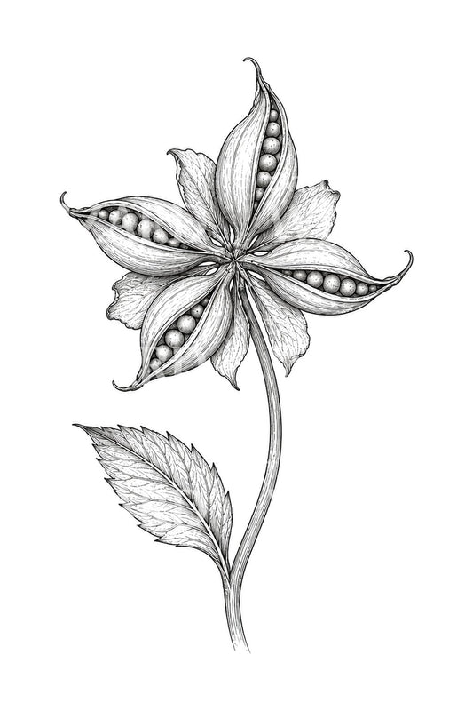 Tattooillustration af julerosefrøstand