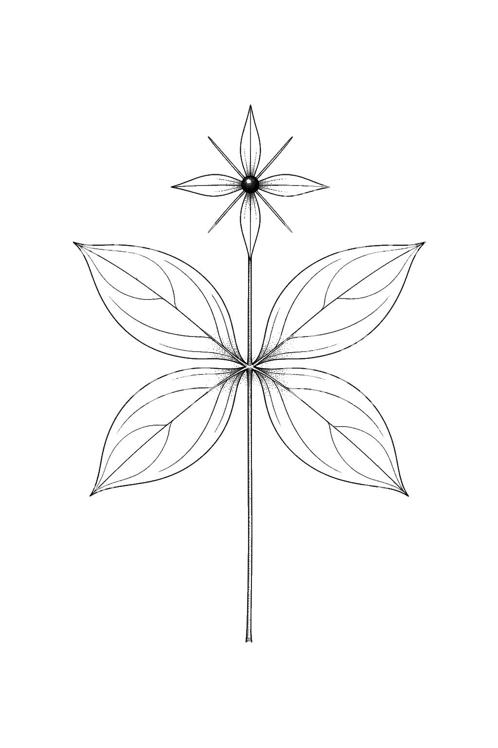 Herb Paris Fourfold Whorl Tattoo Illustration