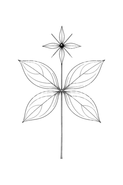 Herb Paris Fourfold Whorl Tattoo Illustration