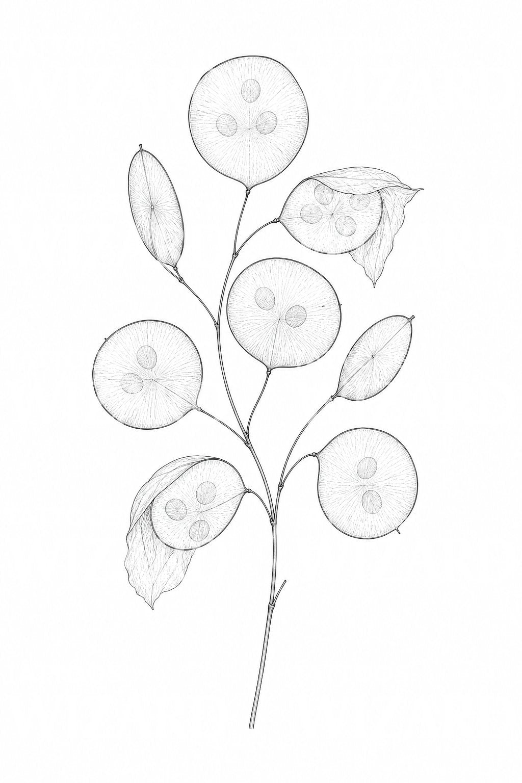 Honesty Silver Dollar Seedheads Tattoo Design