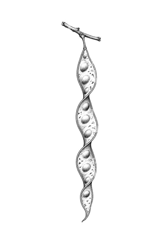 Design per tatuaggio di baccello contorto di gleditsia