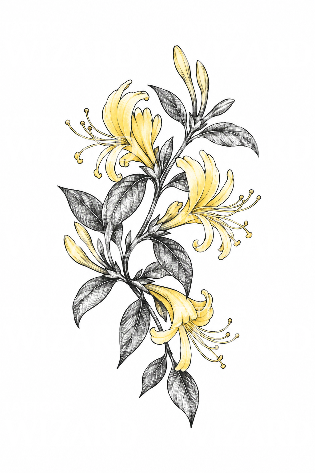 Honeysuckle Spray with Butter Yellow Wash Sketch Tattoo