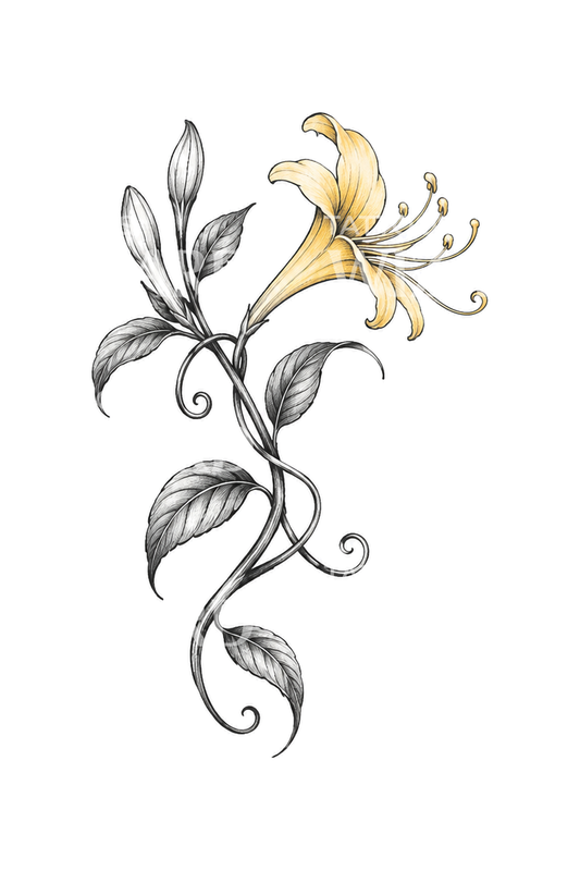 Honeysuckle Tendril Pencil Sketch Tattoo Design