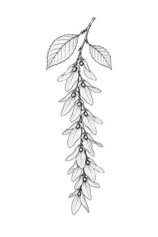 Disegno per tatuaggio di grappolo di semi alati di carpino