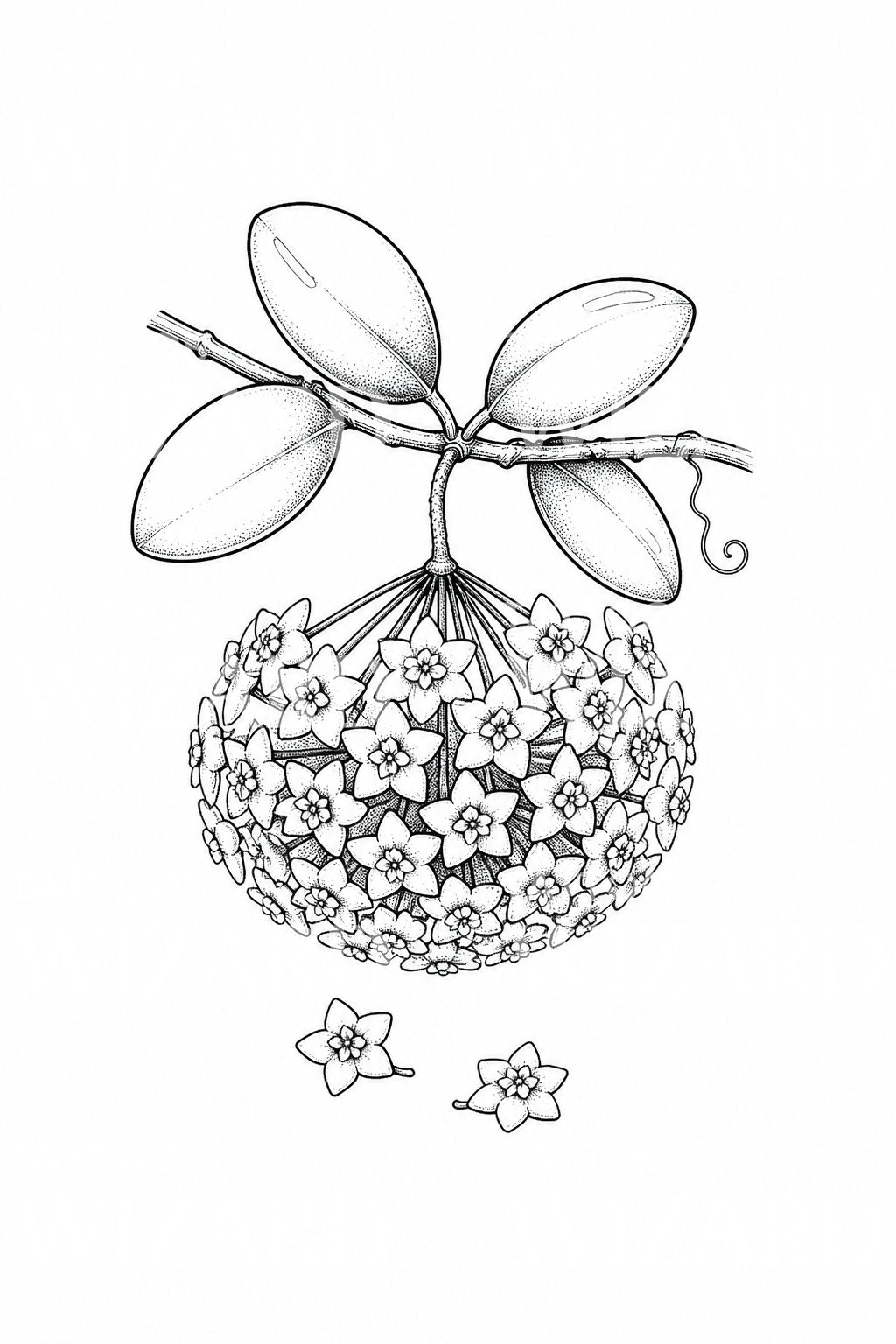 Ilustracja tatuażu z kępą kwiatów woskownicy Hoya