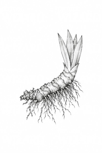 Diseño de tatuaje de rizoma de iris y abanico de hojas
