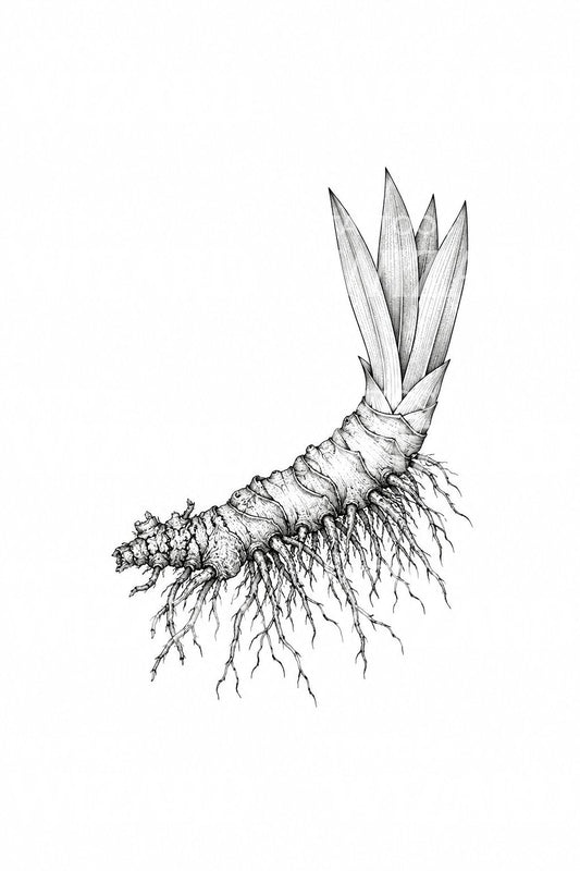 Diseño de tatuaje de rizoma de iris y abanico de hojas