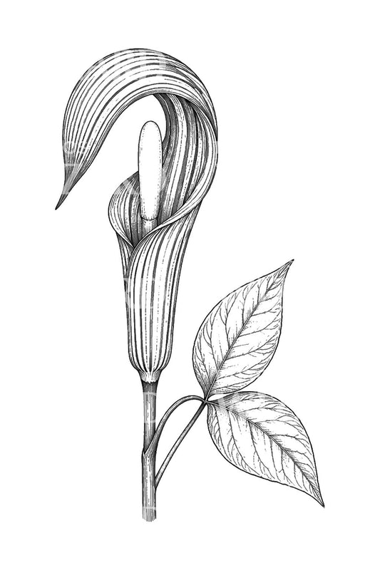 Jack-in-the-pulpit-tatoveringsdesign