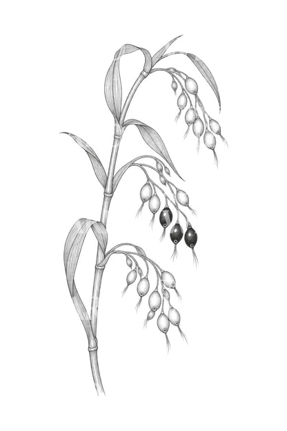 Jobs Tears Grass Beads Tattoo Design