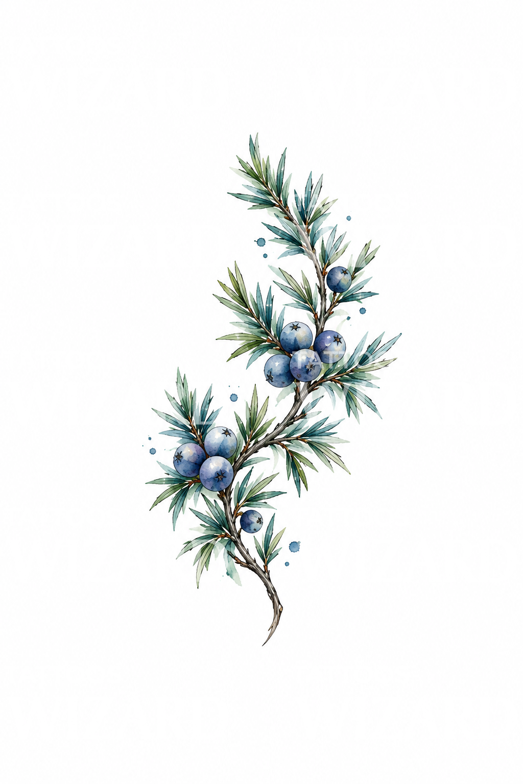 Juniper Branch with Blue Berries Tattoo Design
