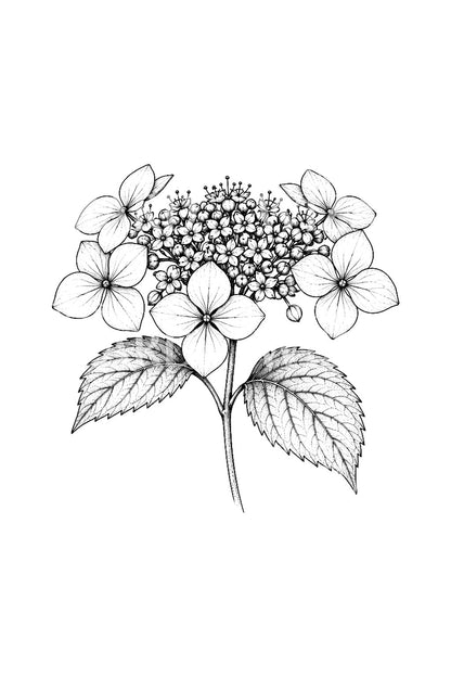 Lacecap Hydrangea Tattoo Design