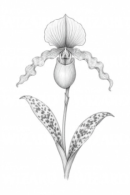 Lady Slipper Orchid Tattoo Idea