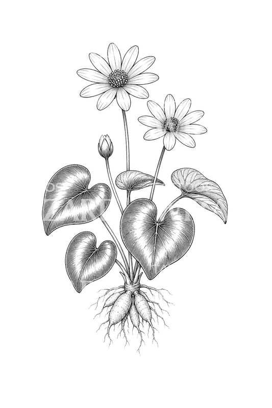 Ide Tato Daun Celandine Kecil Mengilap