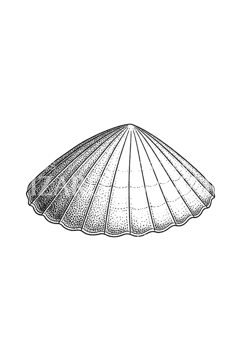 Dövme: Limpet Shell Dotwork Tattoo Design