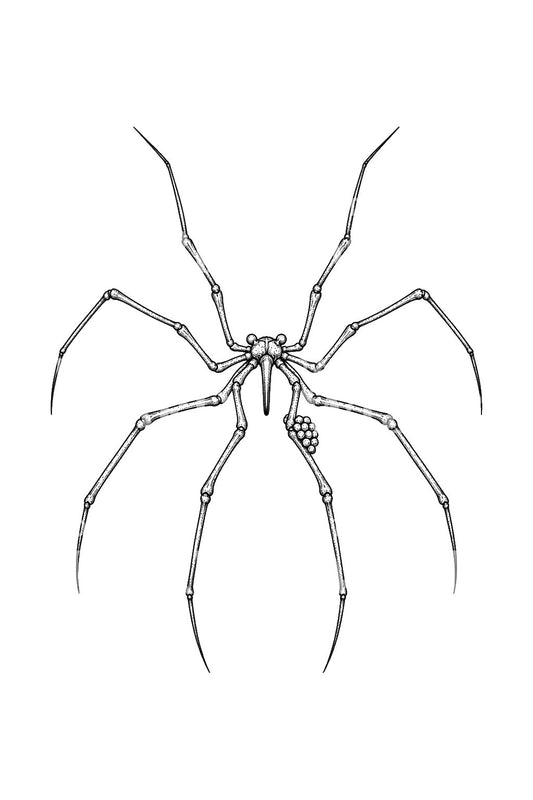 Design de tatouage d’araignée de mer aux longues pattes