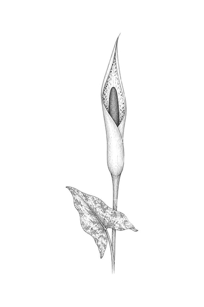 Lords and Ladies Arum Tattoo Illustration