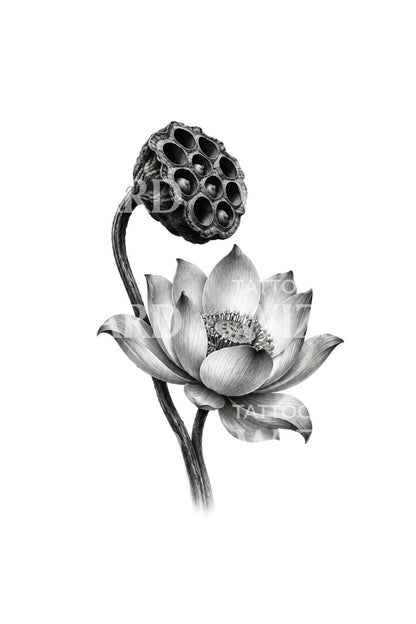 Tattoo-design med lotusblomst og frøkapsel