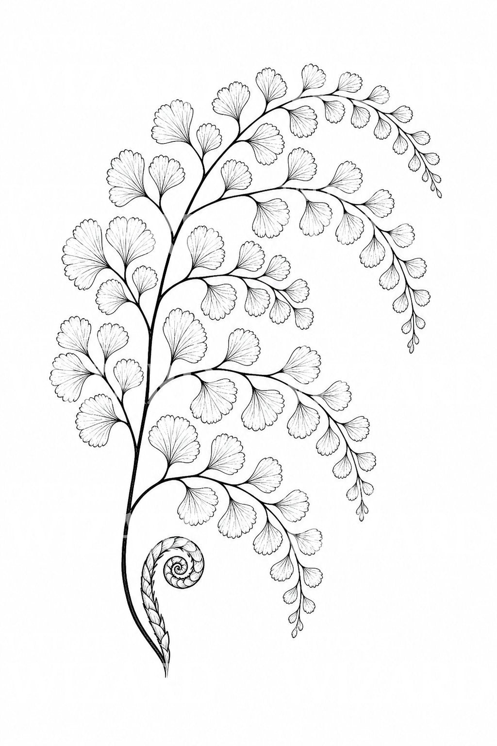 Maidenhair Fern Frond Tattoo Illustration