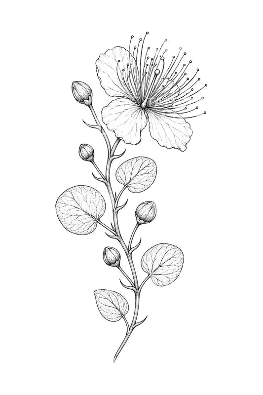 Tatouage de fleur de câprier méditerranéen