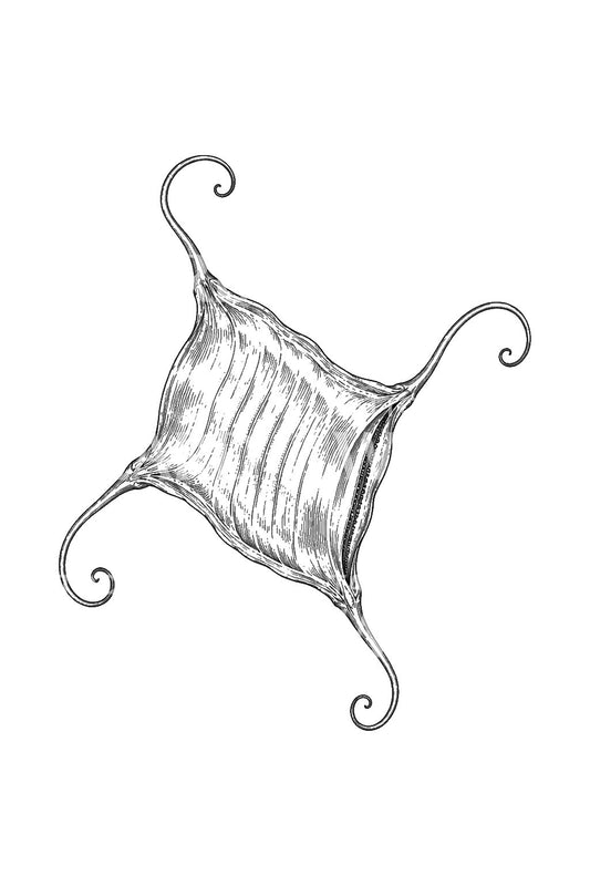 Français Mermaids Purse Skate Egg Case Tattoo Design