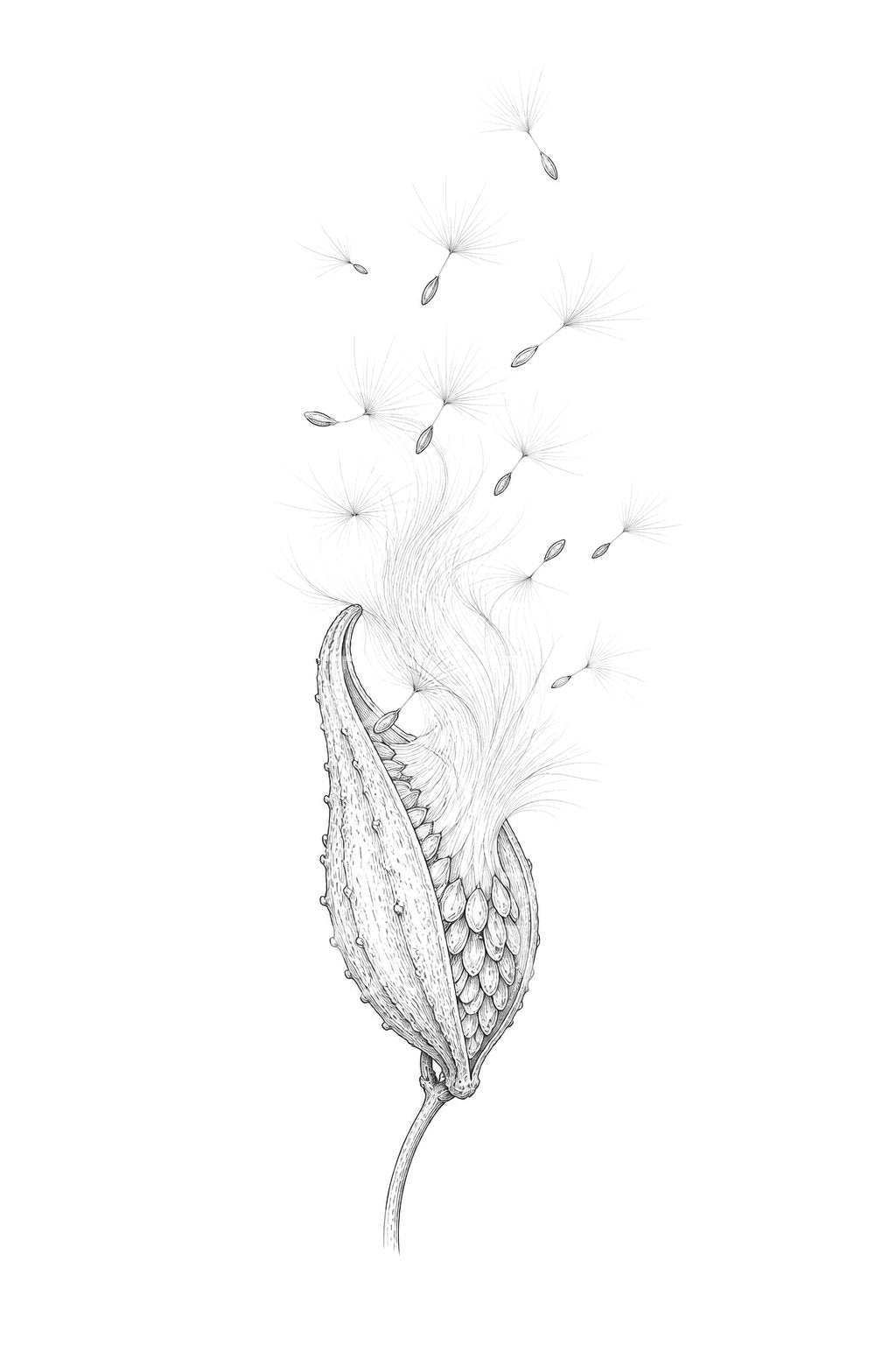 Milkweed Pod Releasing Silk Tattoo Design