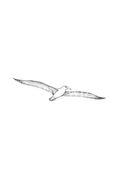 Minimal Albatross Gliding Fine Line Tattoo