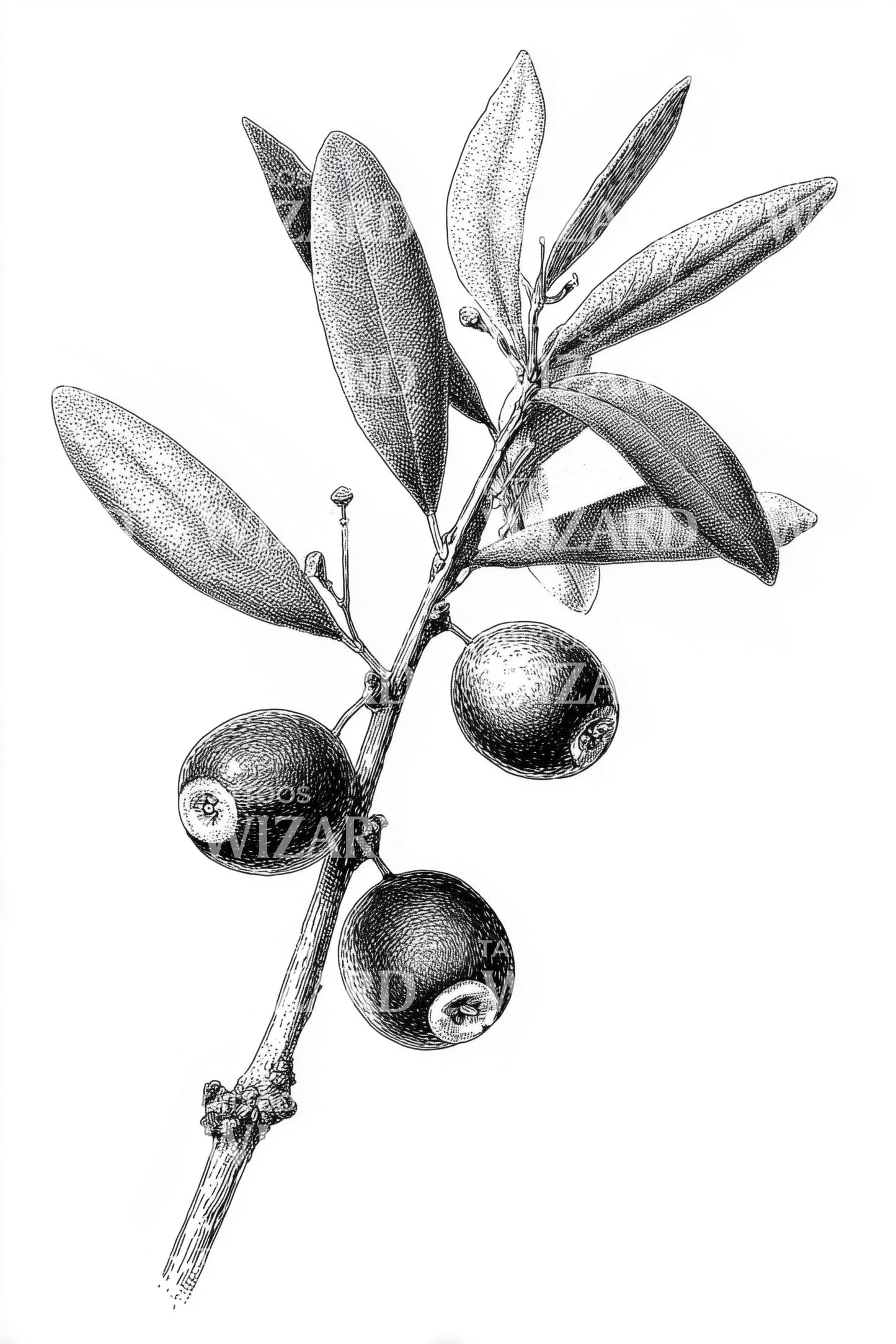 Minimal Olive Sprig Tattoo Design