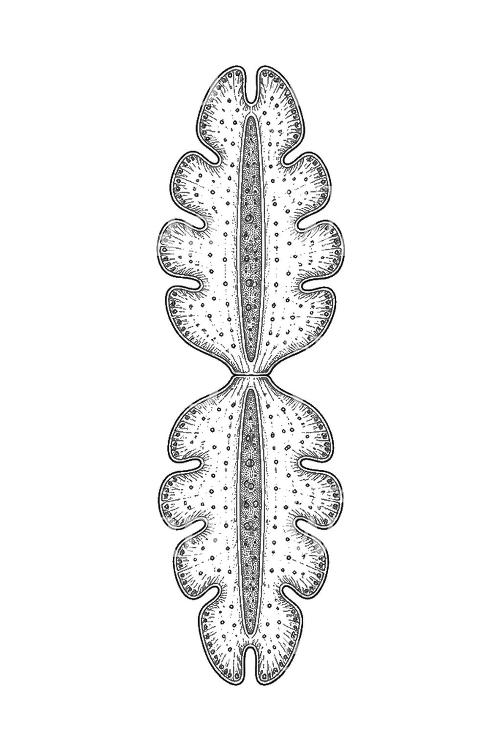 Tatoveringsillustration af en spejlet desmid-algecelle