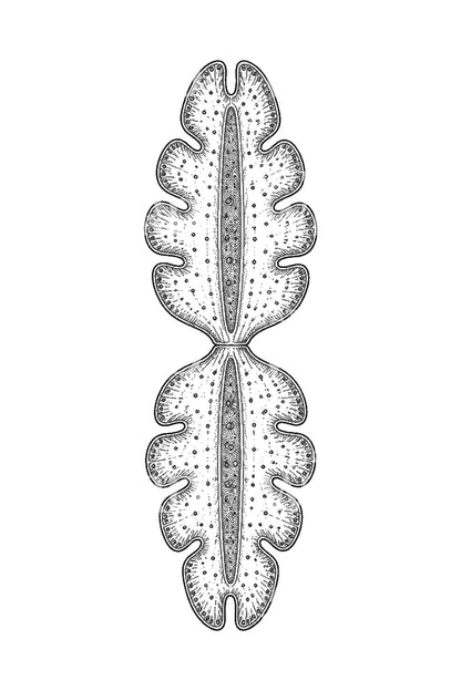 Tatoveringsillustration af en spejlet desmid-algecelle