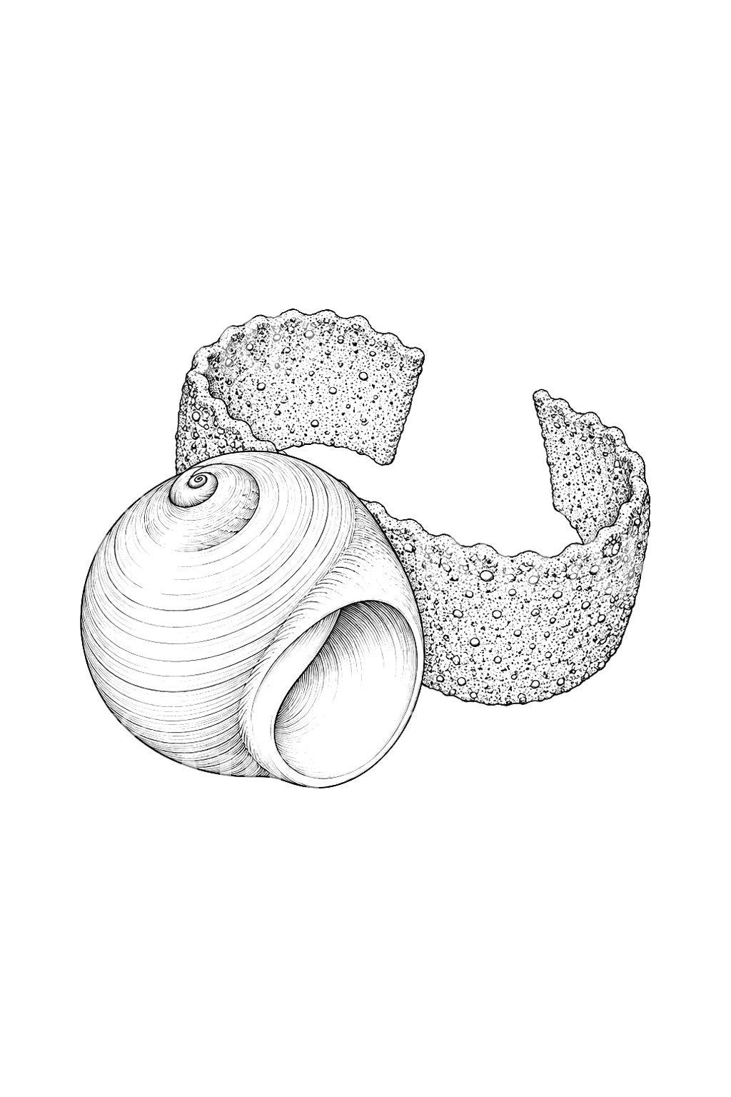 Tattoo-Design von Mondschnecke, Muschel und Sandkragen