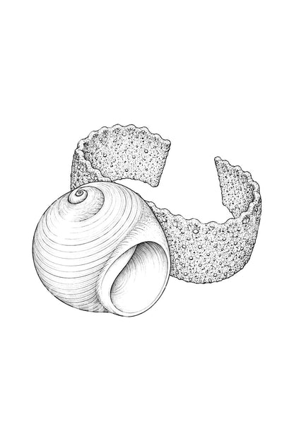 Tattoo-Design von Mondschnecke, Muschel und Sandkragen