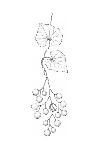 Tattoo-Design mit einer Mondbeeren-Traube