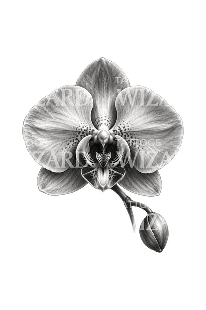 Moth Orchid Bloom Black and Grey Tattoo Design