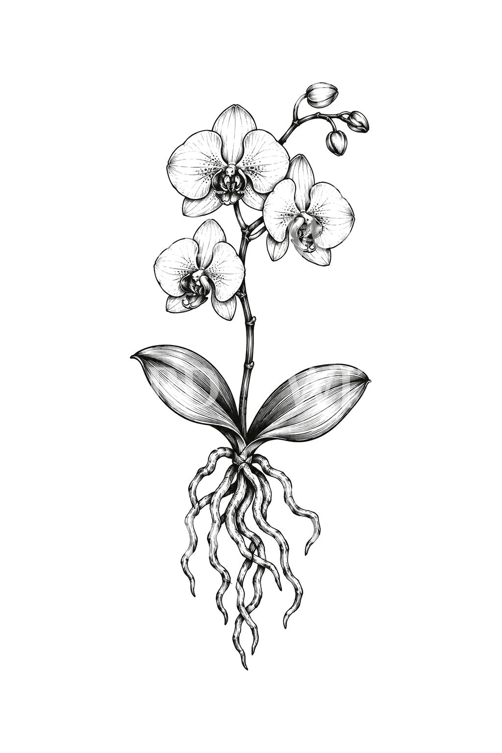 Wurzeln und Blüten der Schmetterlingsorchidee, Tattoo-Idee als Tuscheskizze