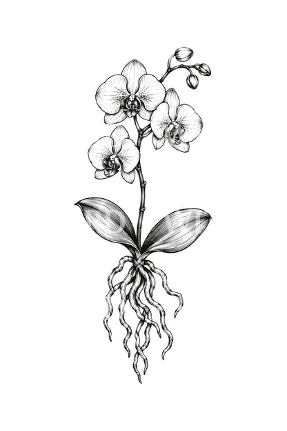 Wurzeln und Blüten der Schmetterlingsorchidee, Tattoo-Idee als Tuscheskizze