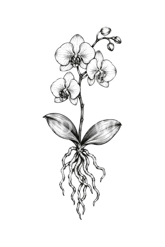 Moth Orchid Roots and Blooms Ink Sketch Tattoo Idea