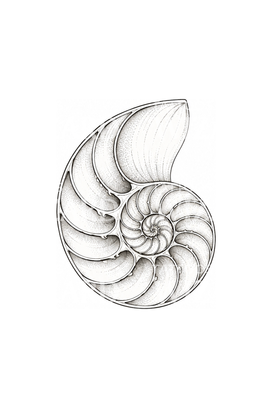Tatuaggio fine line della sezione di conchiglia del nautilo