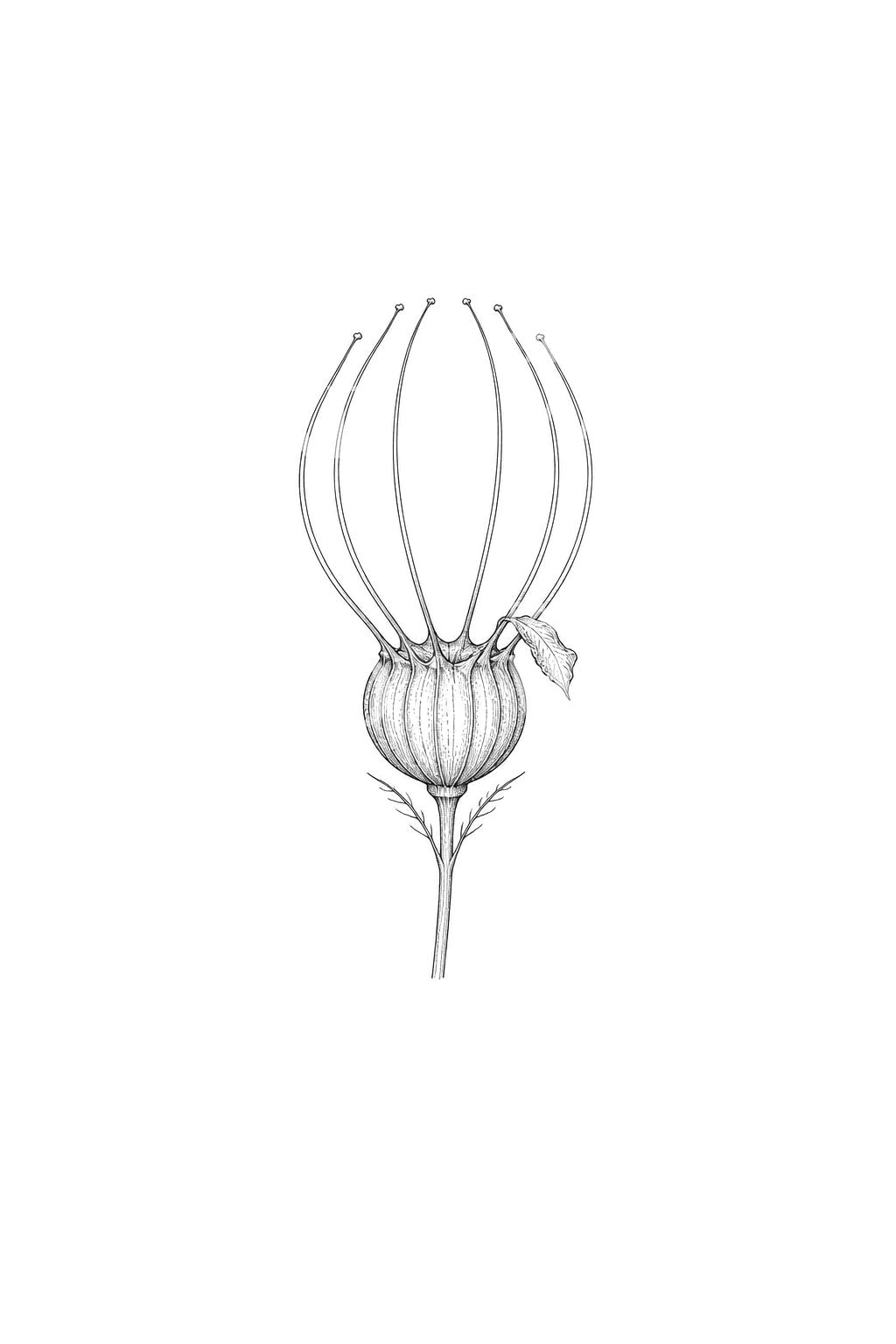 Nigella Seed Pod Crown Tattoo Design