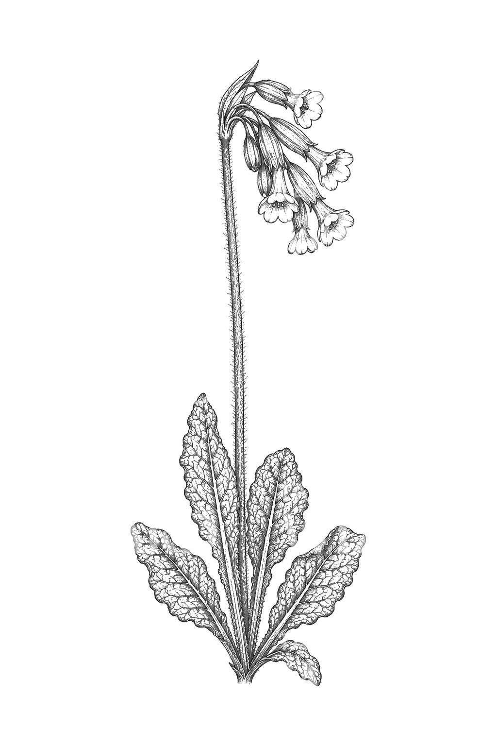 Nodding Cowslip Wildflower Tattoo Idea