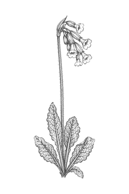 Nodding Cowslip Wildflower Tattoo Idea