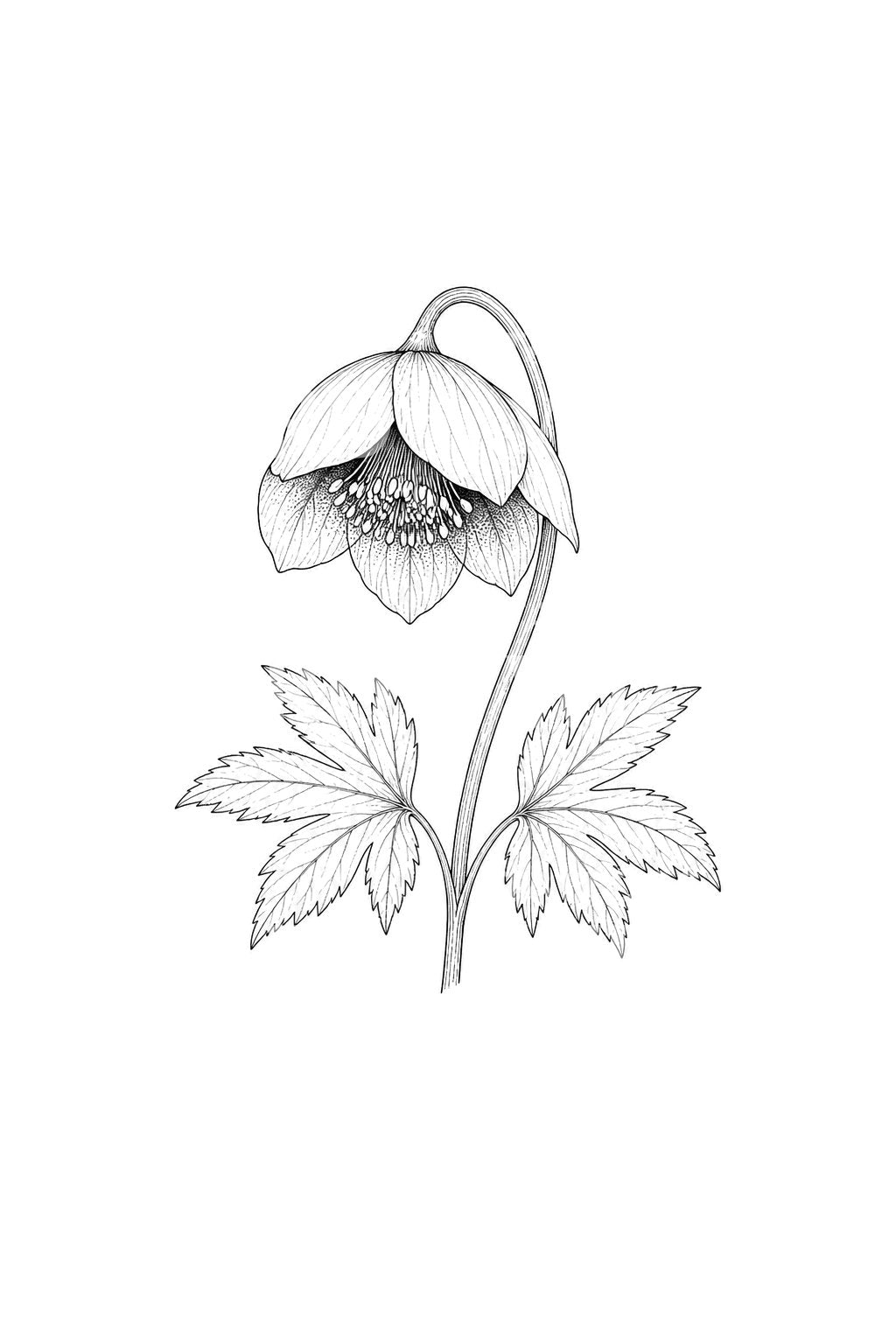 Nodding Hellebore Bloom Tattoo Illustration