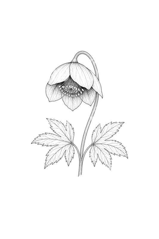 Ilustrasi Bunga Hellebore Menunduk untuk Tato