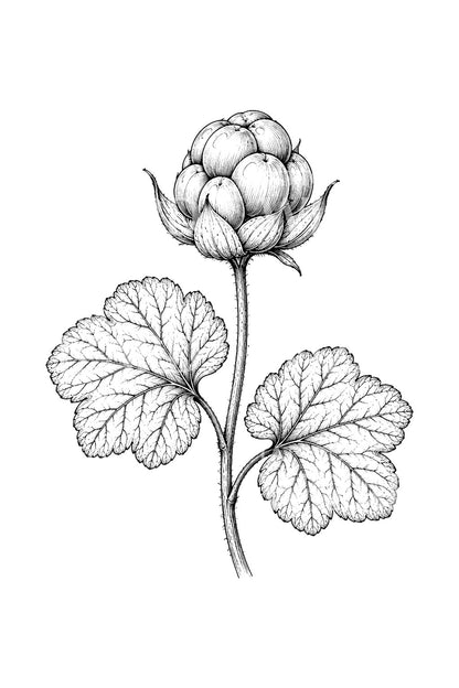 Nordic Cloudberry Sprig Tattoo Design