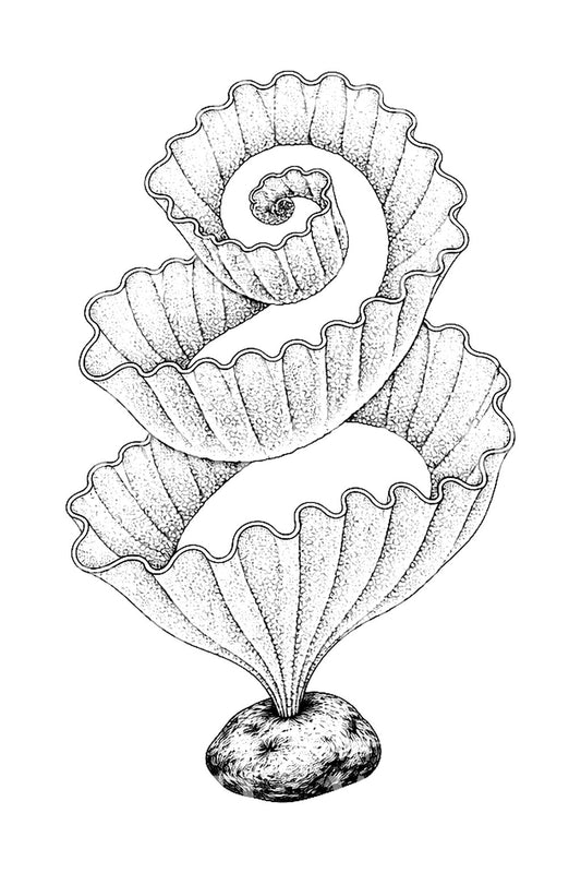 Disegno per tatuaggio a spirale con nastro di uova di nudibranco
