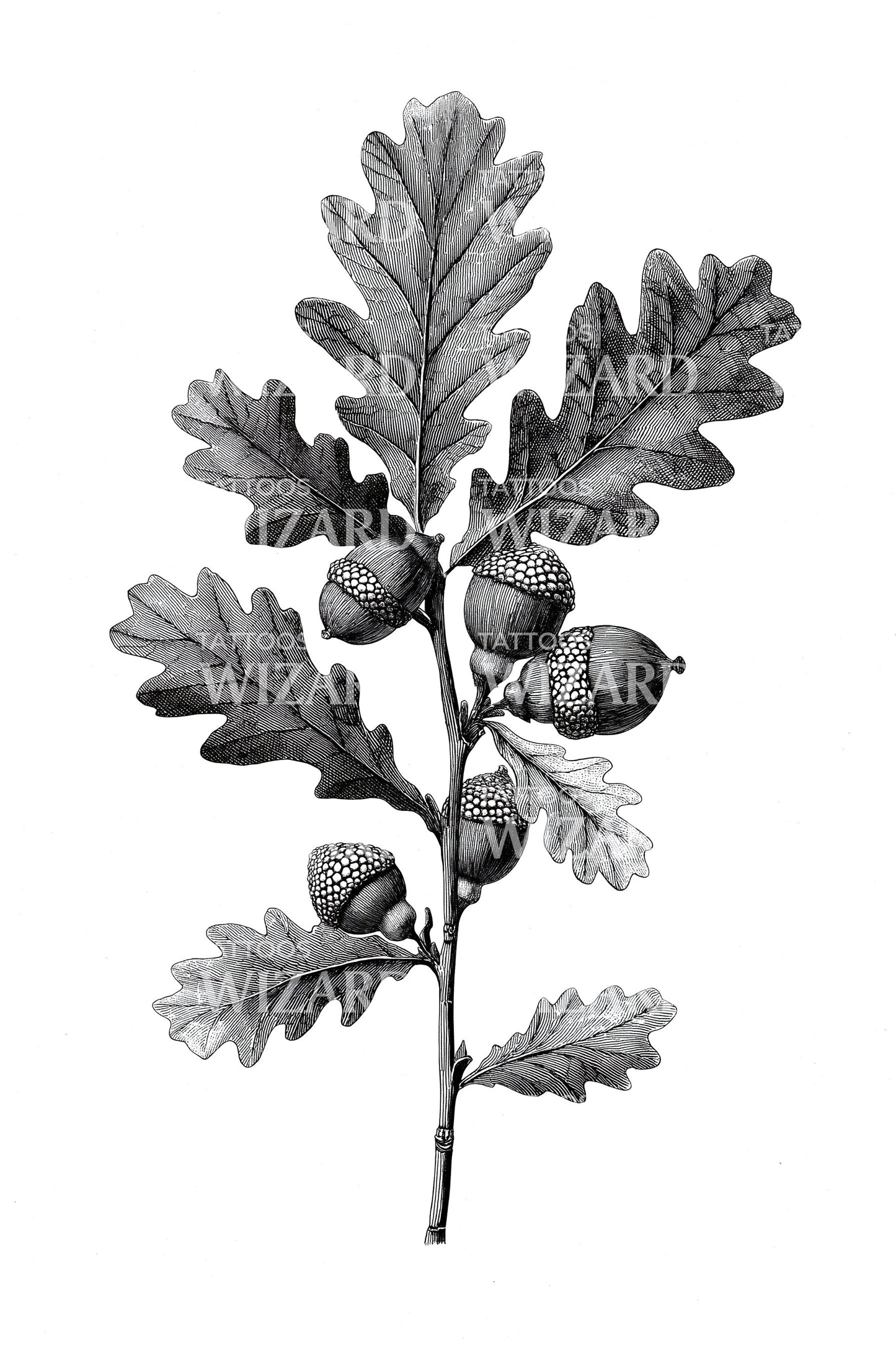 Oak Branch Acorns Tattoo Design
