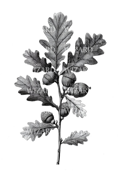 Oak Branch Acorns Tattoo Design