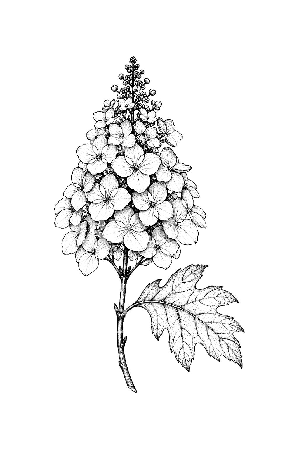 Oakleaf Hydrangea Cone Fine Line Tattoo Design