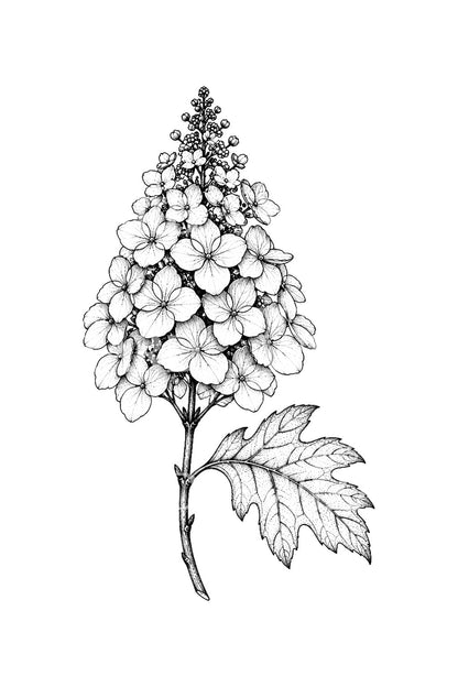 Oakleaf Hydrangea Cone Fine Line Tattoo Design
