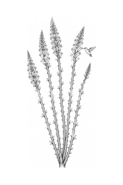 Design di tatuaggio del deserto con ocotillo in fiore