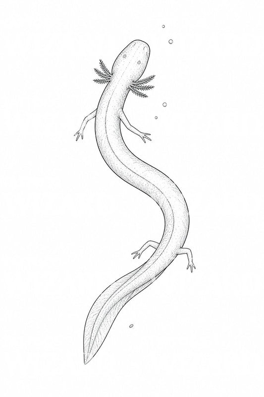 Olm Cave Salamander Tattoo Illustration